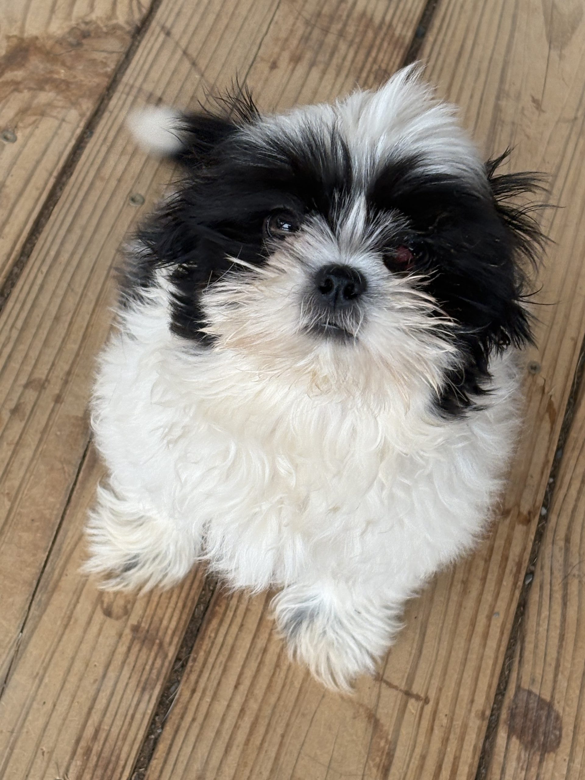 Oreo