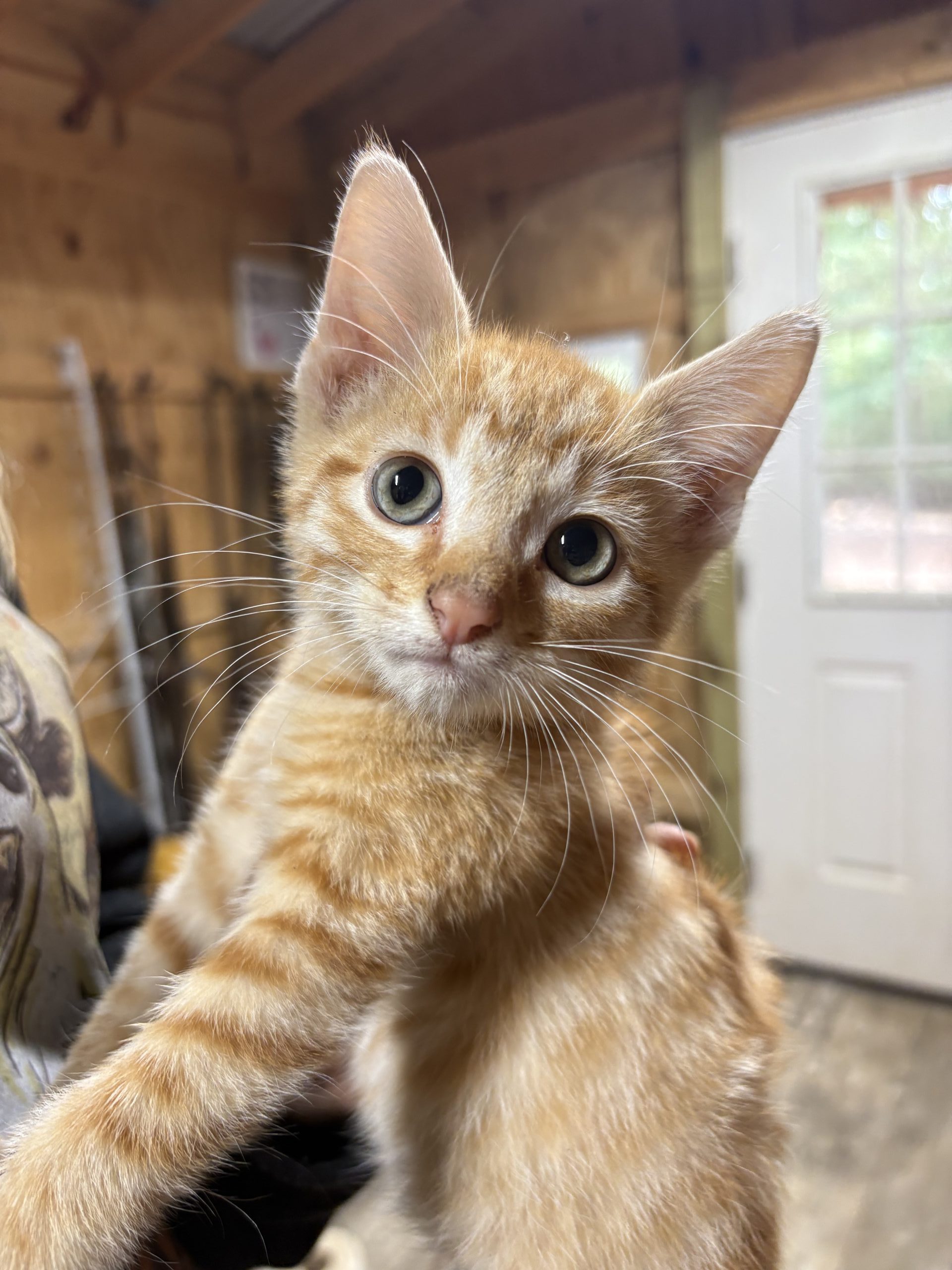 Cheeto