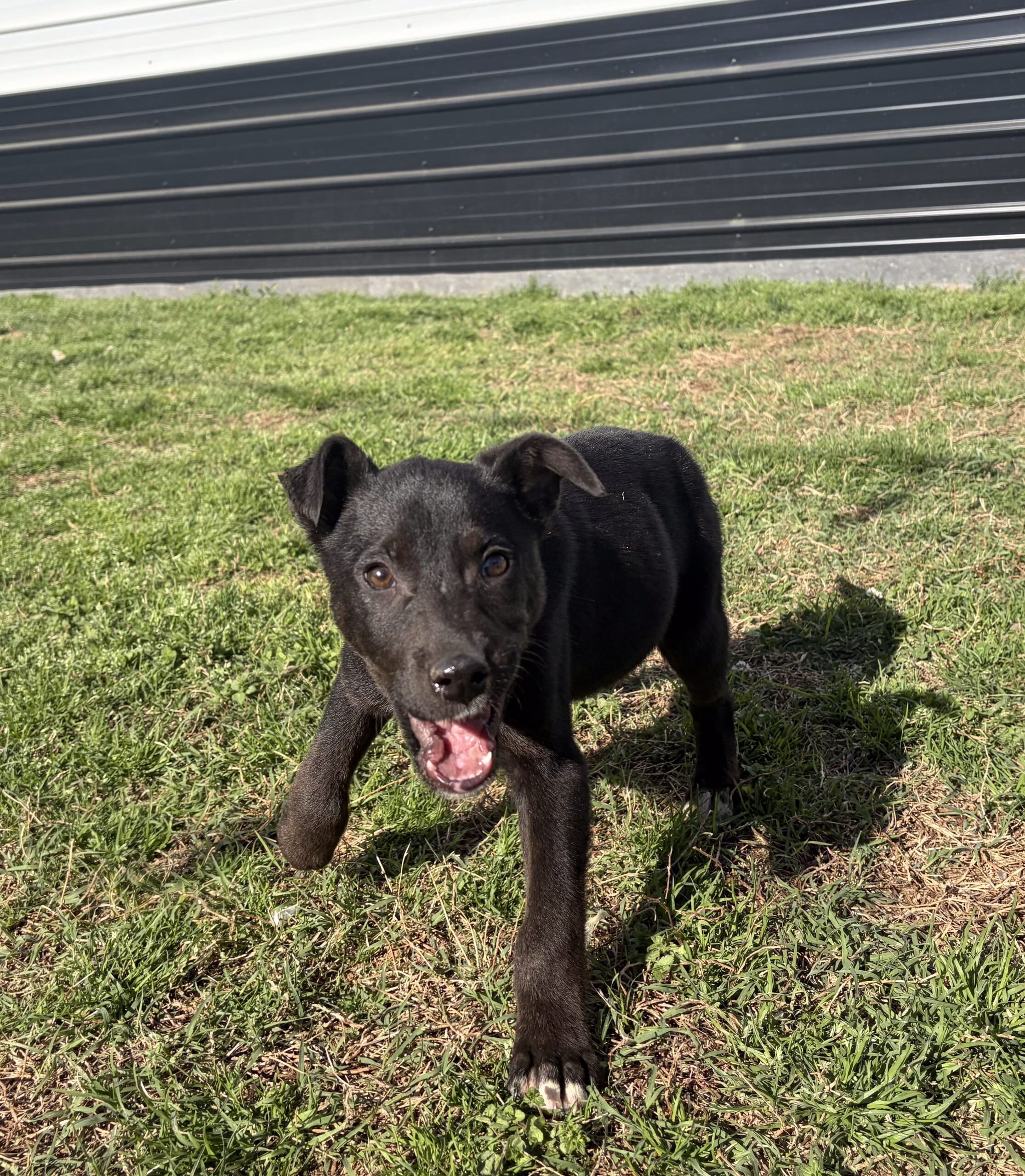 Max
