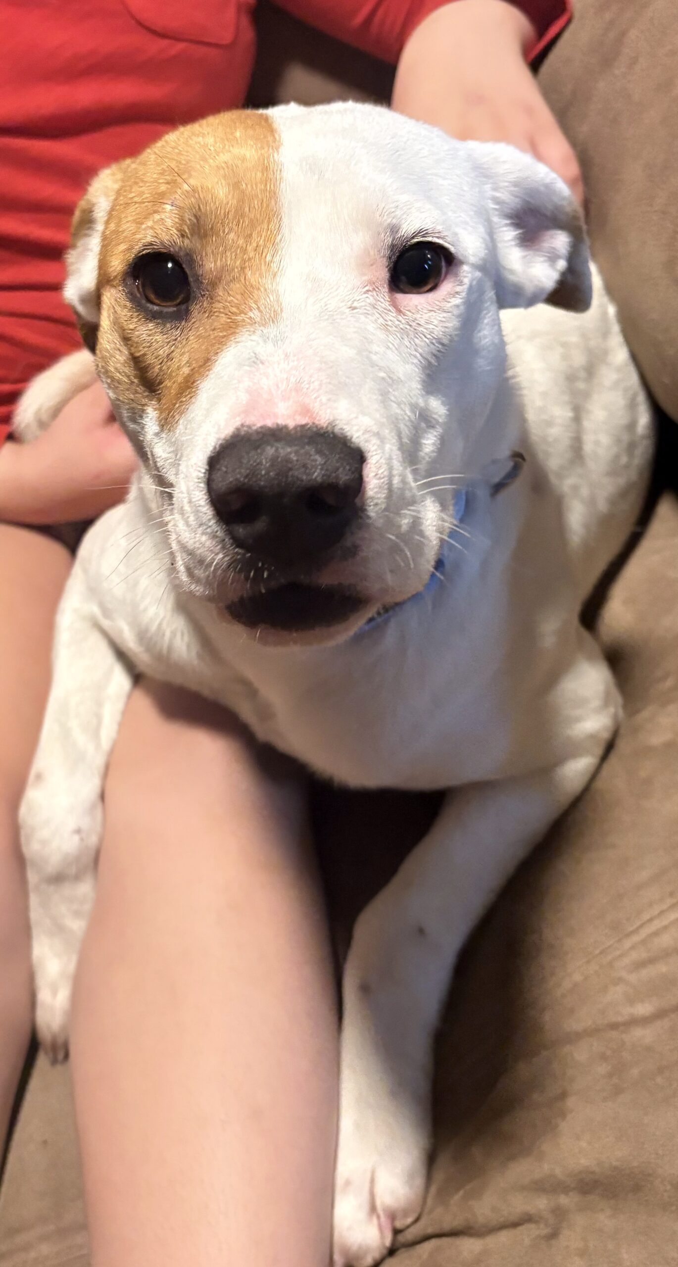 Dixie relaxing