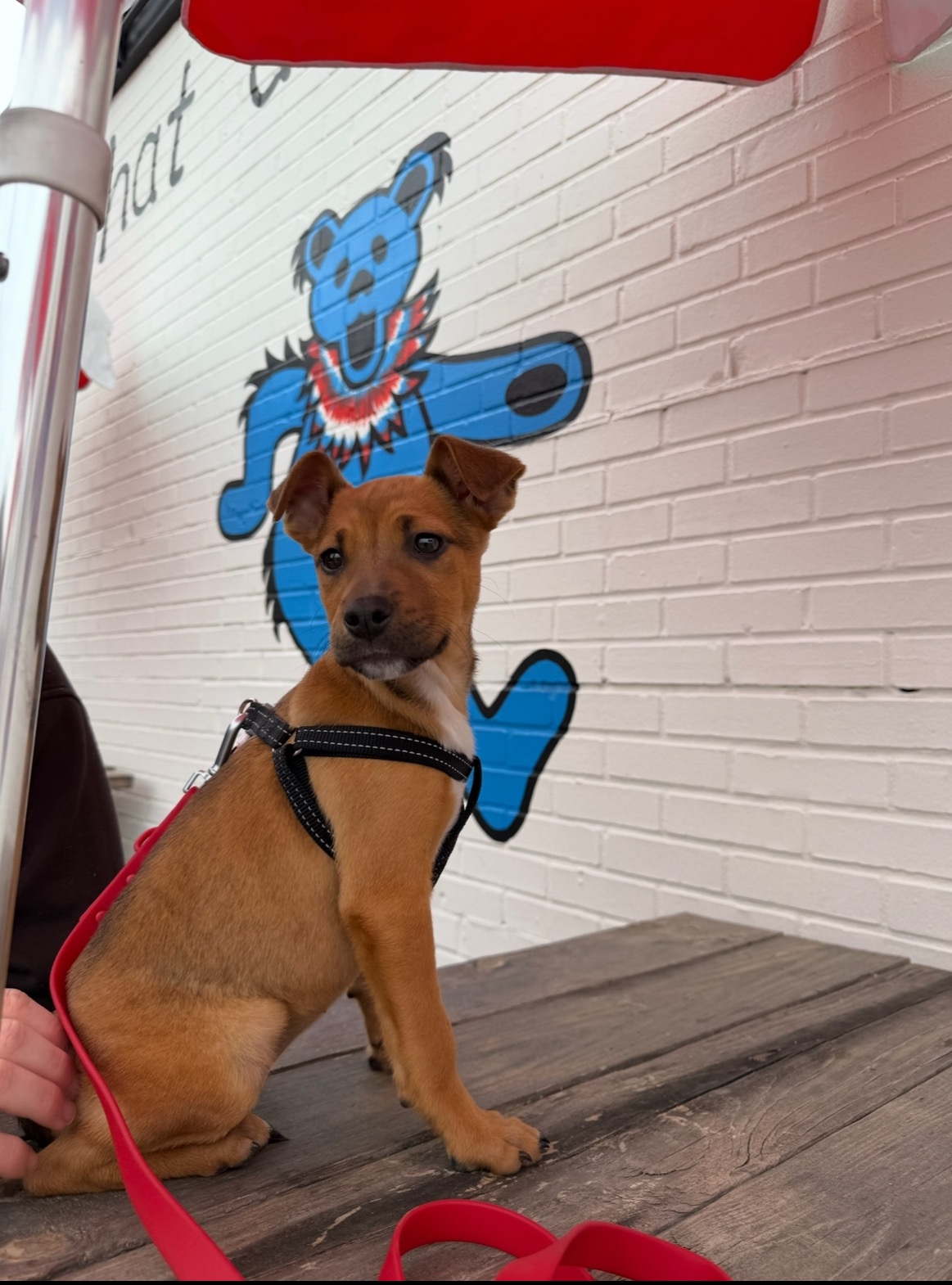 Honey potty trained puppy for adoption near me NC