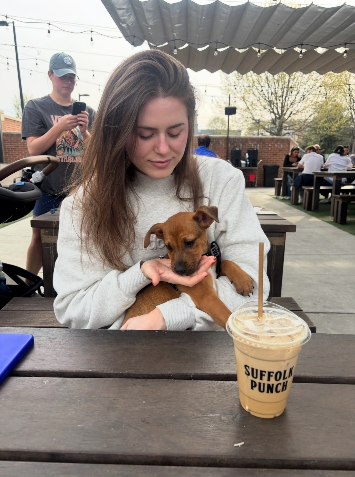 Honey potty trained puppy for adoption near me NC