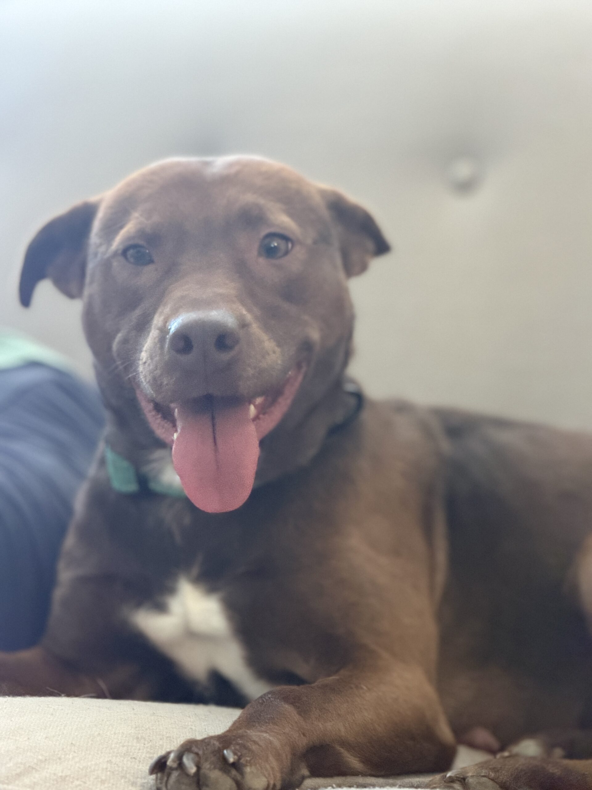 Maggie Lu adult dog for adoption in North Carolina