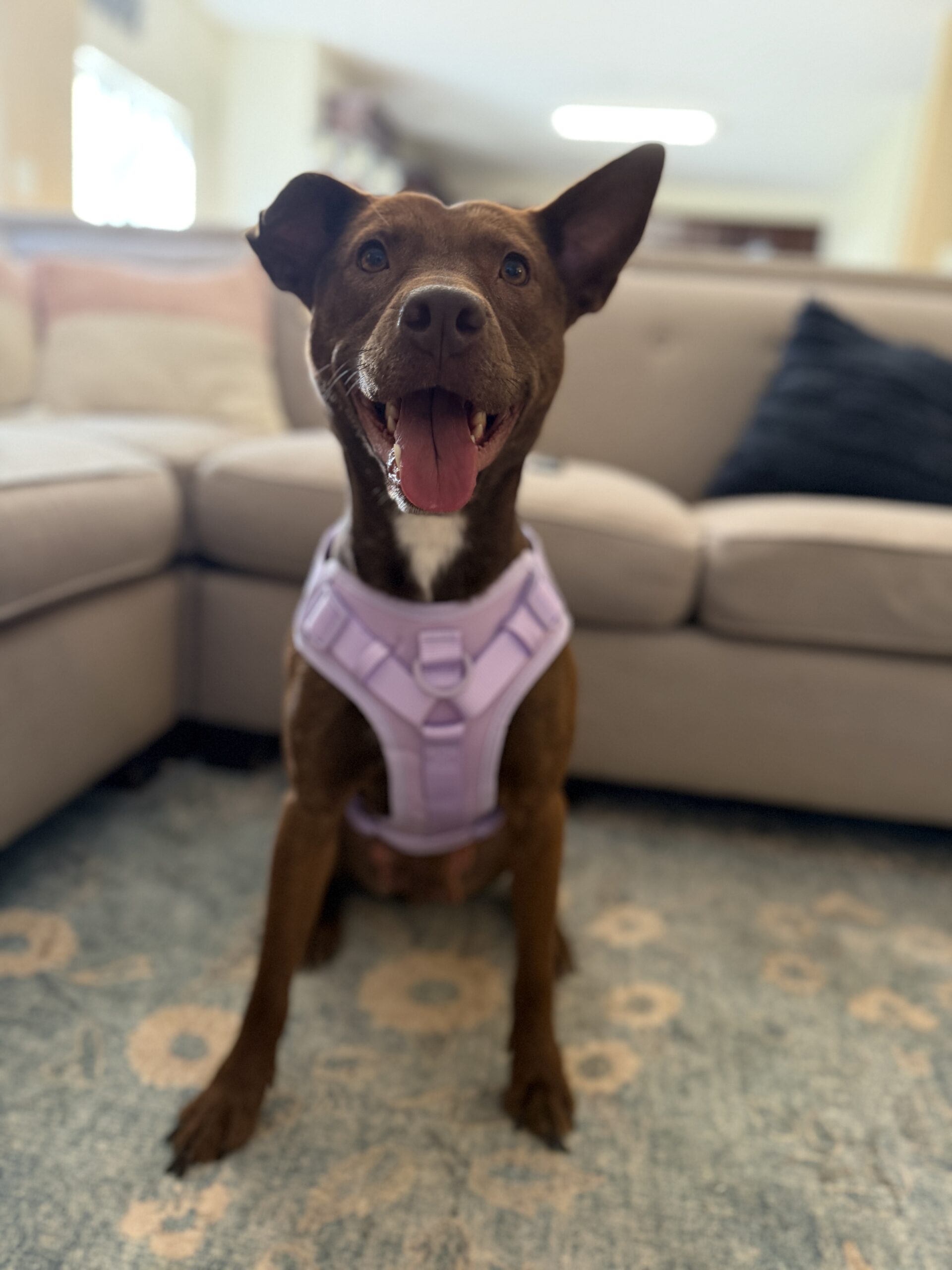 Maggie Lu adult dog for adoption in North Carolina