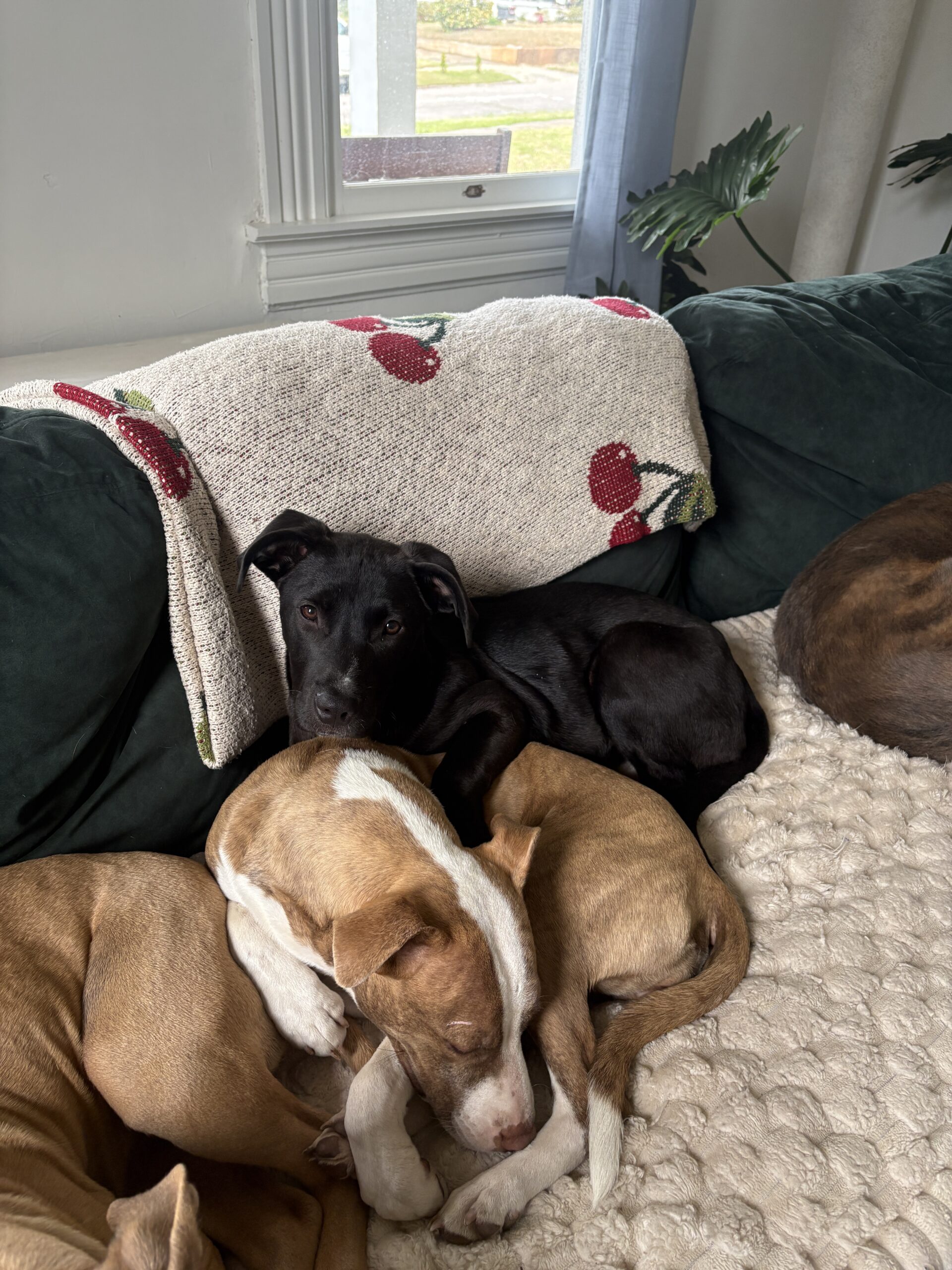 Rosie ready for adoption nc