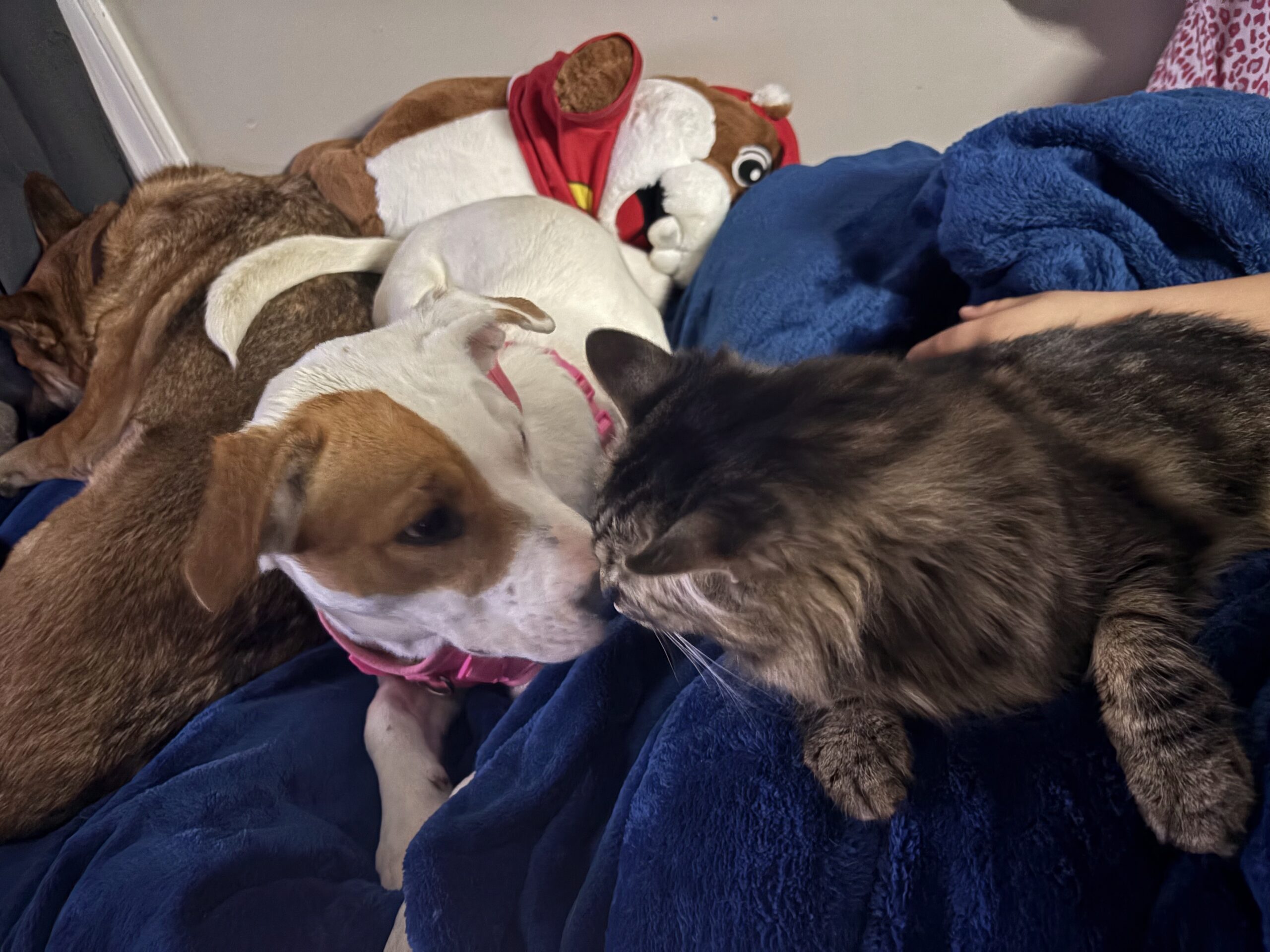 dixie does well with cats