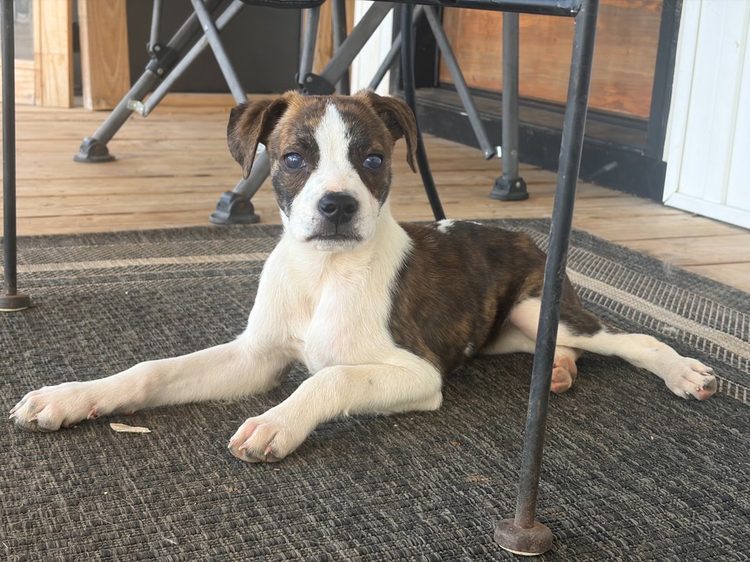 Moon Pie