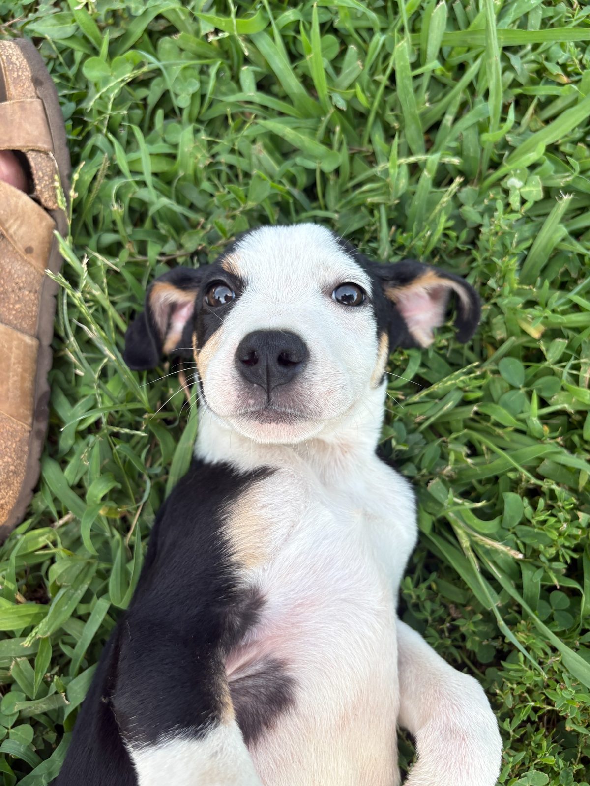 Pepper