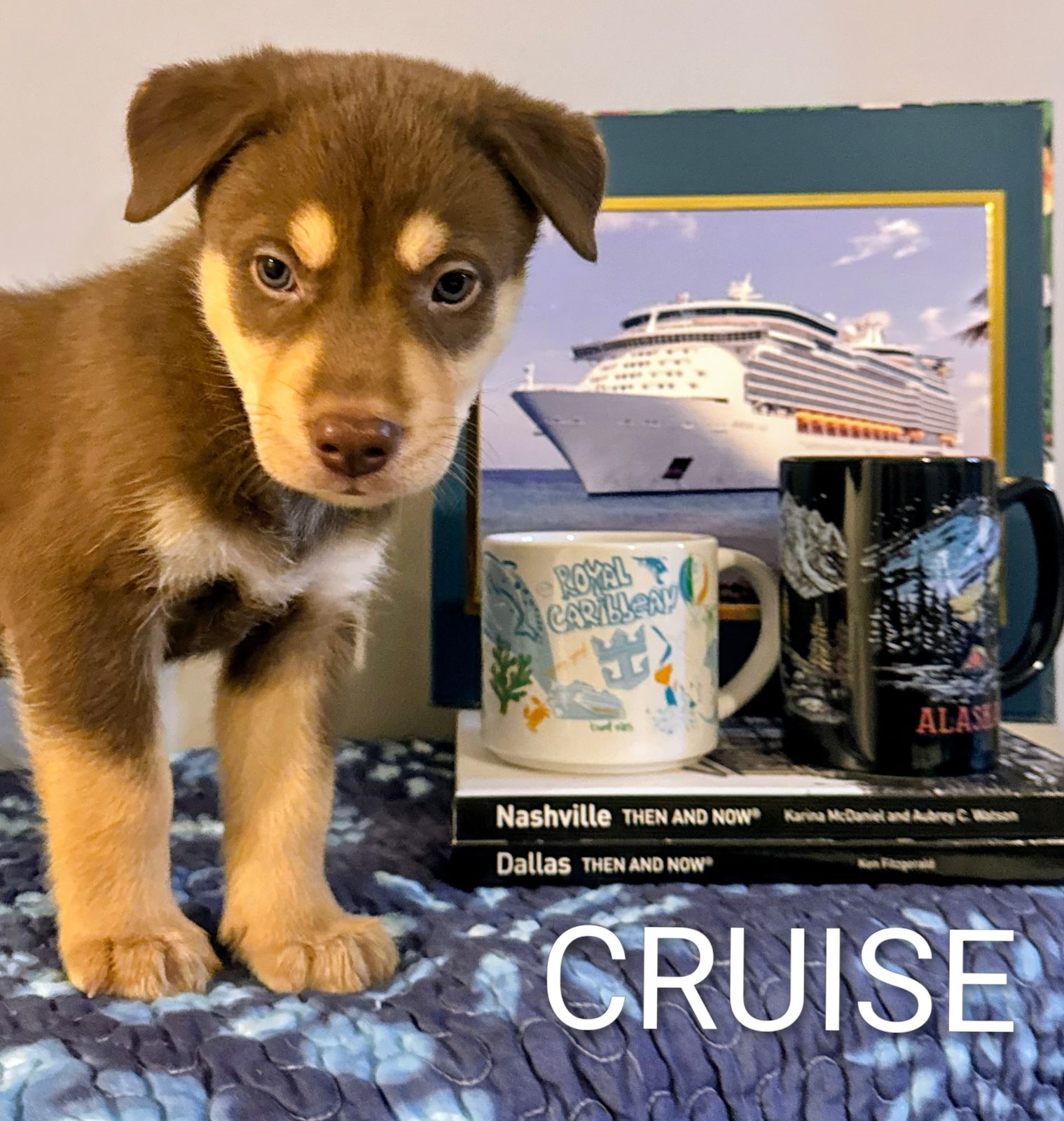 Cruise