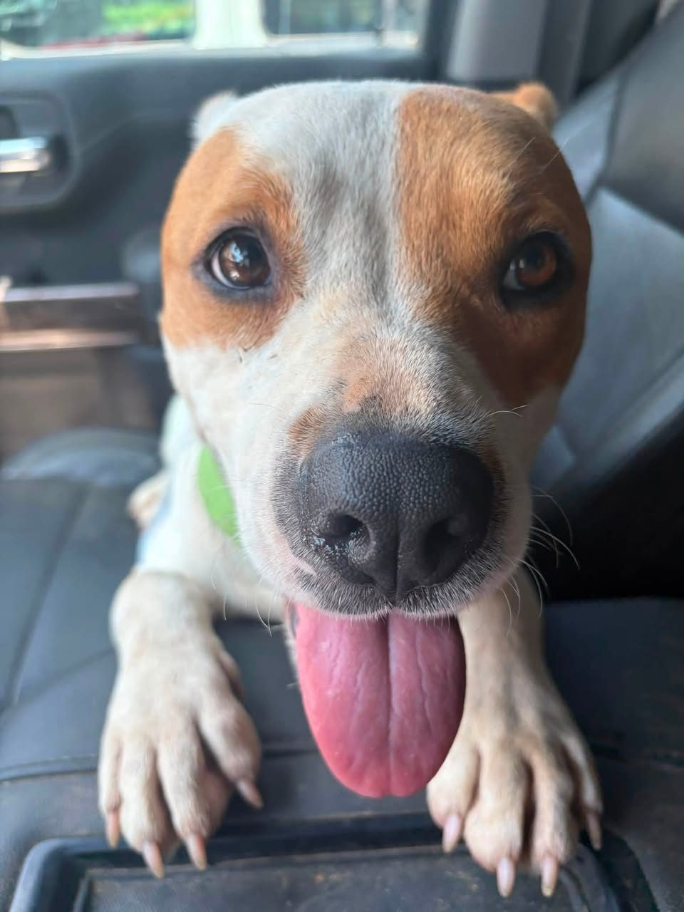 Hazel 