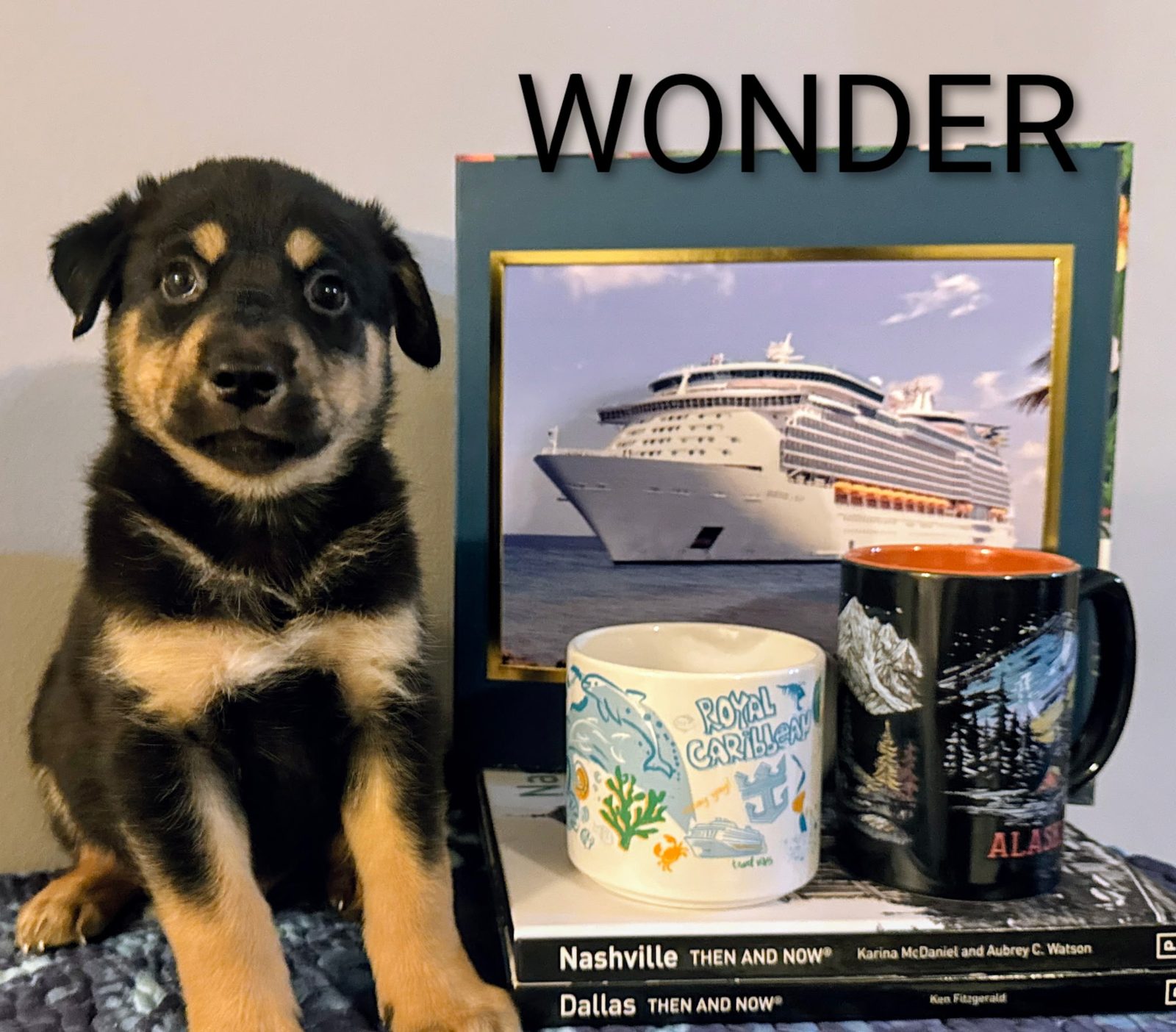 Wonder