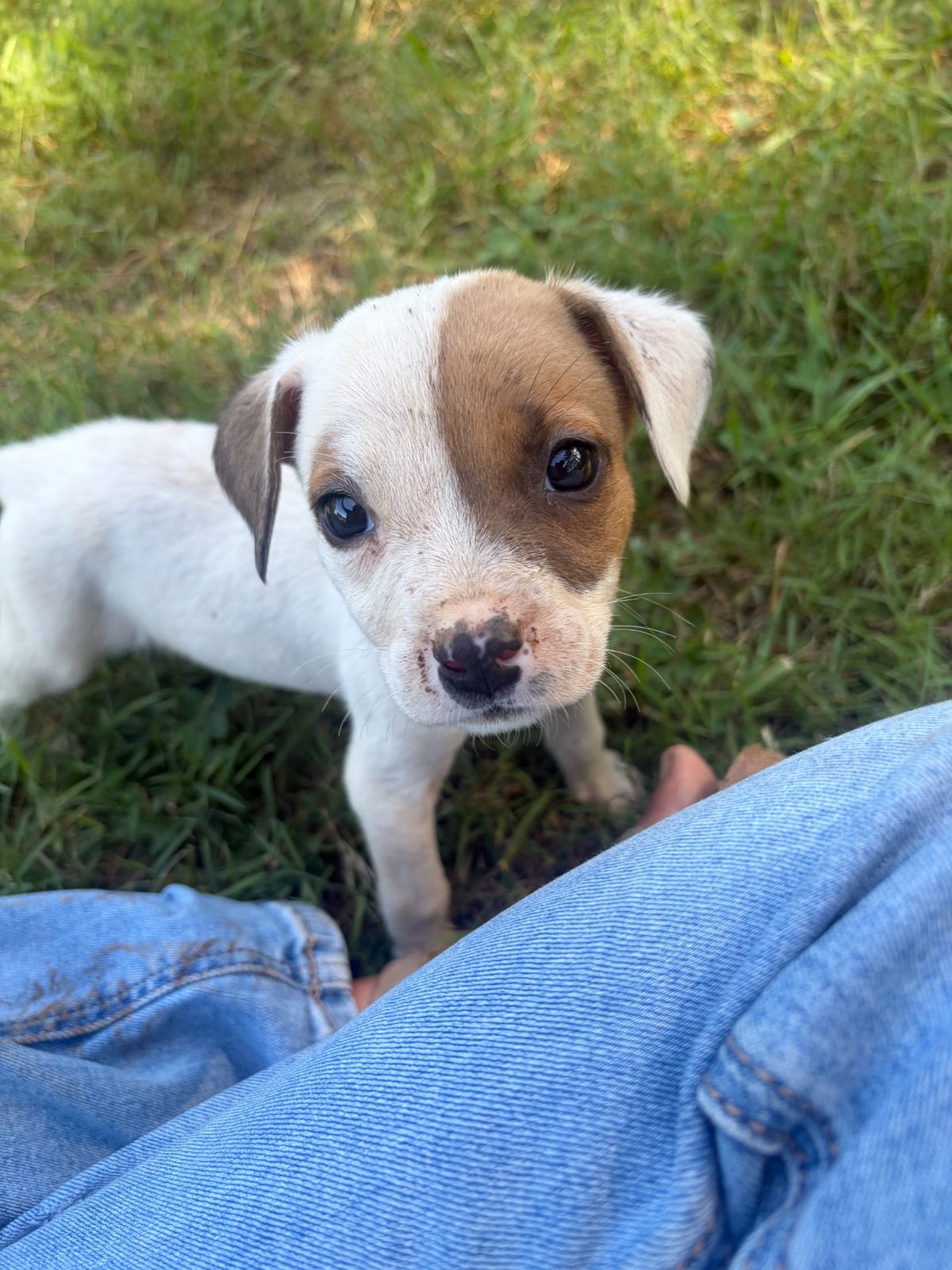 Josie