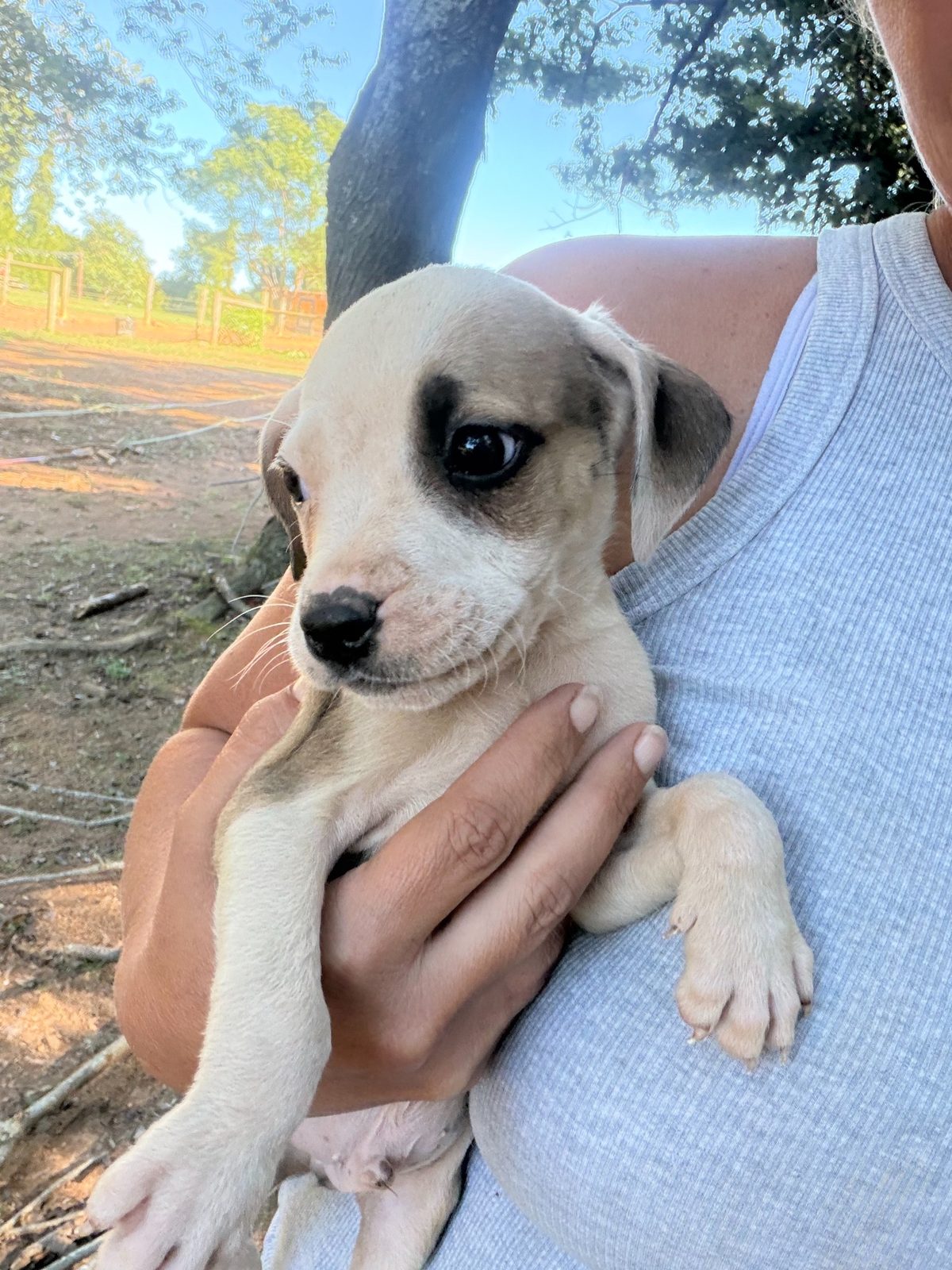Scout